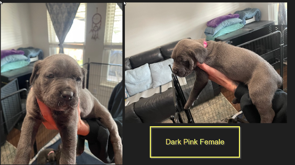 Dark Pink Female.png Dark Pink Female.png