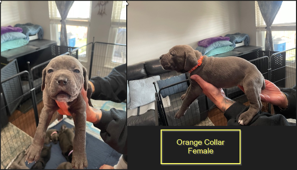 Orange Female.png Orange Female.png