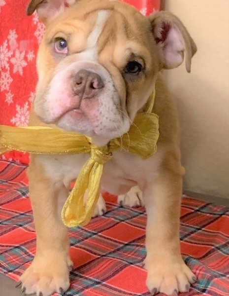 English Bulldog..jpg