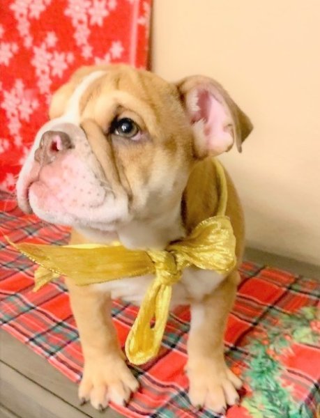 English Bulldog.jpg