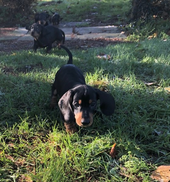 Dachshund 5.jpeg