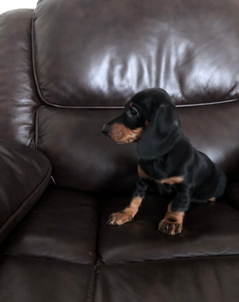Dachshund 4.jpeg