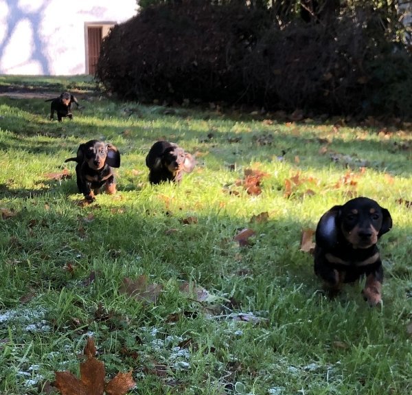 Dachshund 1.jpeg
