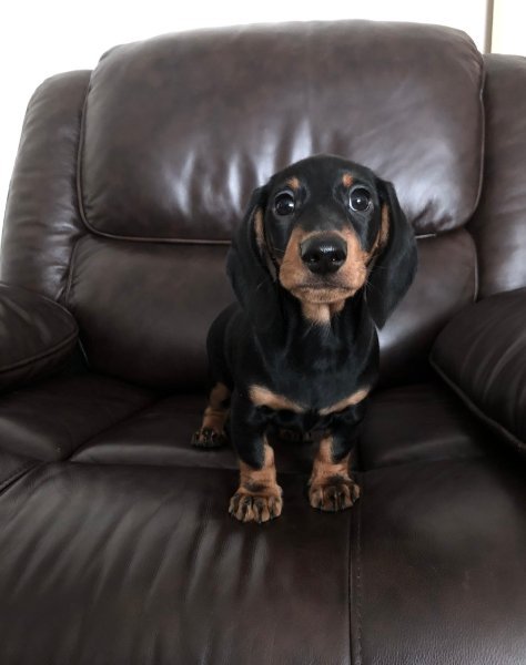 Dachshund 2.jpeg