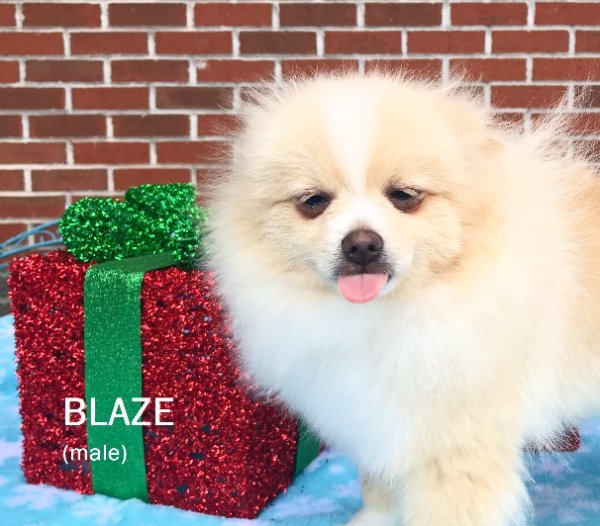 Blaze 11-25-24 b.jpg