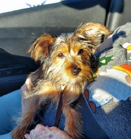 Ziggy 12.4.jpg