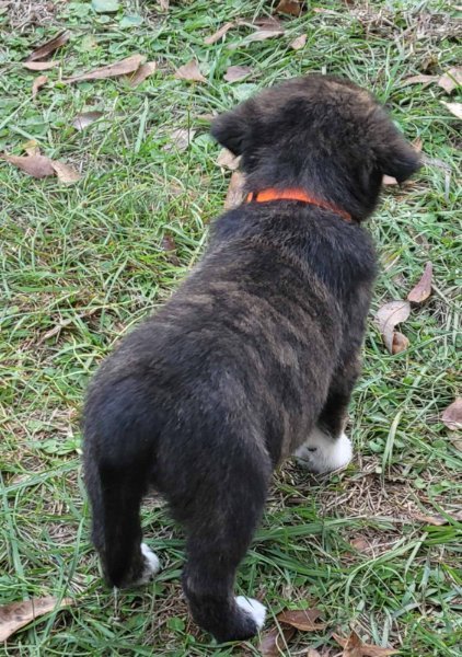 Brindle and black.jpg