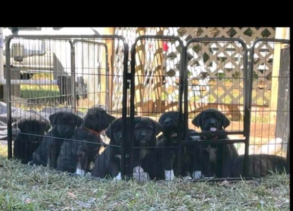 Pups in fence.jpg