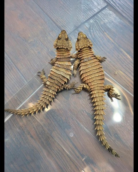 Armadillo girdled lizards 1.jpg Armadillo girdled lizards 1.jpg