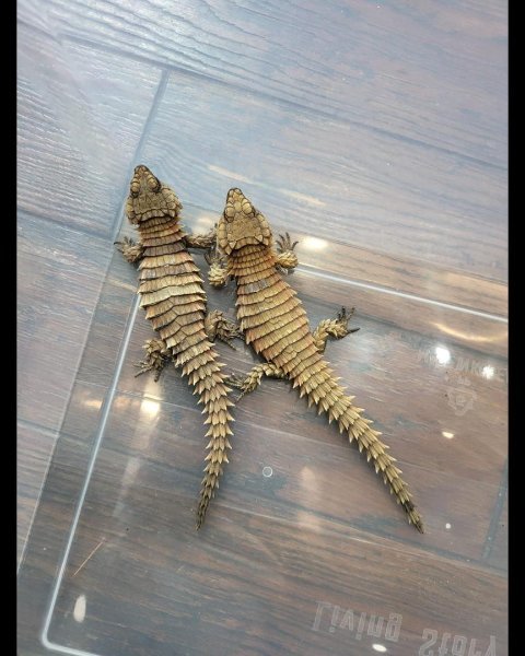 Armadillo girdled lizard2.jpg Armadillo girdled lizard2.jpg