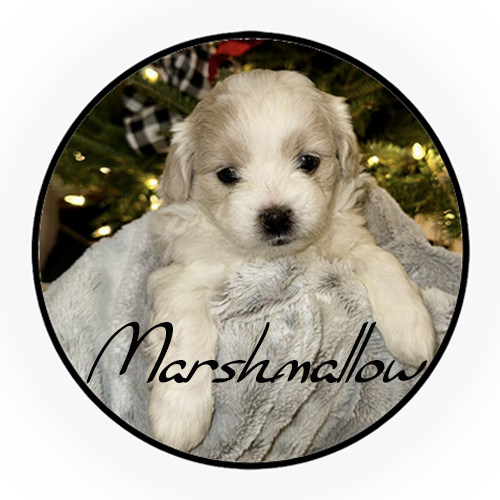 Marshmallow.png