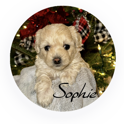 Sophie.png