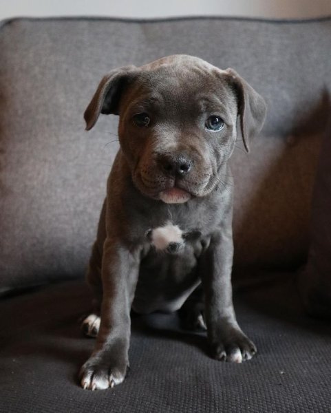 Gracie 11.jpg