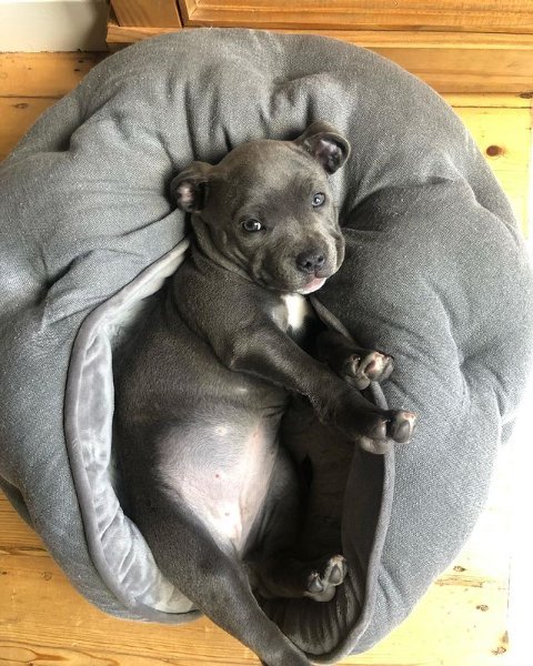 Gracie 12.jpg Gracie 12.jpg