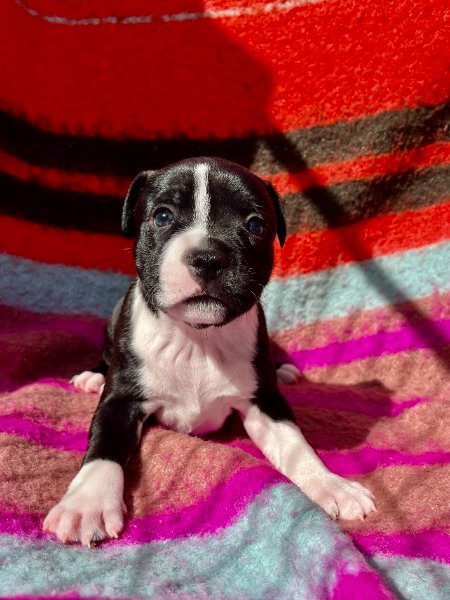 Goose 5 wks.jpg