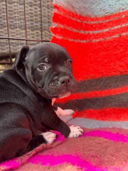 Honey 5 wks.JPEG