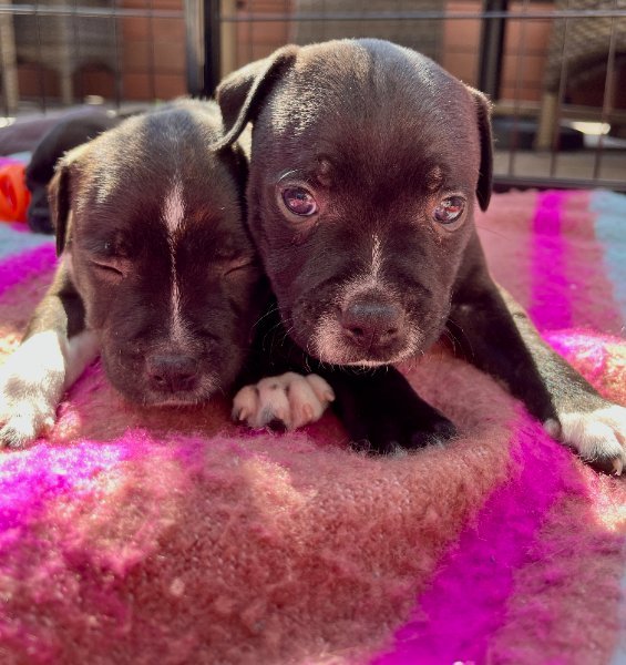 Cowboy&Raven 5wks.jpg