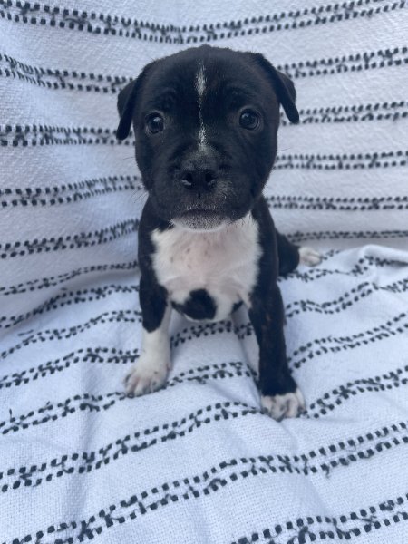 2)Cowboy- 6wks.jpg 2)Cowboy- 6wks.jpg