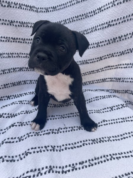 4)Bear-6wks.jpg