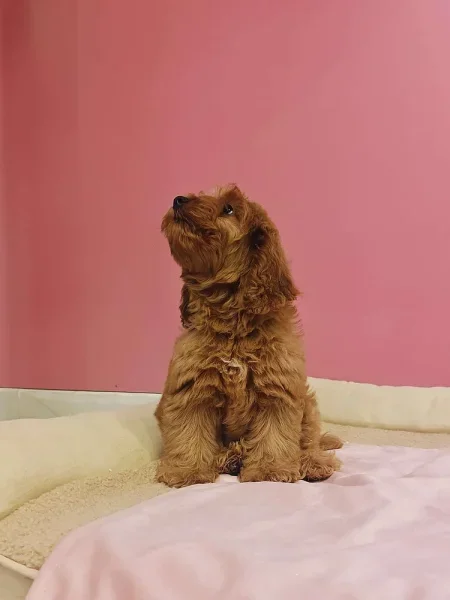 Cocapoo Puppy.webp
