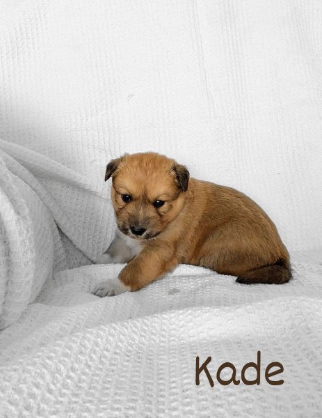 Kade.jpg