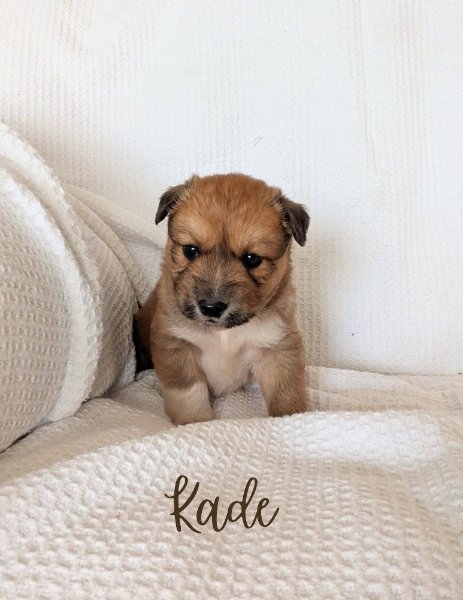 Kade (1).jpg