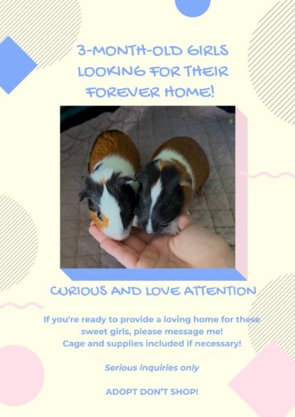 9687-2-young-bonded-sisters-cage-supplies-92-1740410447.jpg 9687-2-young-bonded-sisters-cage-supplies-92-1740410447.jpg