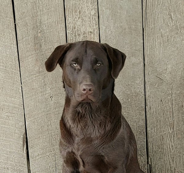 Diesel.jpg