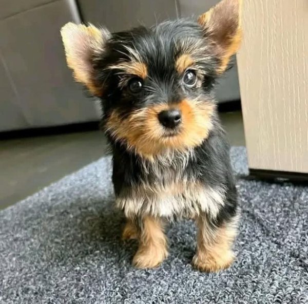 Sodia Yorkie Puppy.jpg Sodia Yorkie Puppy.jpg