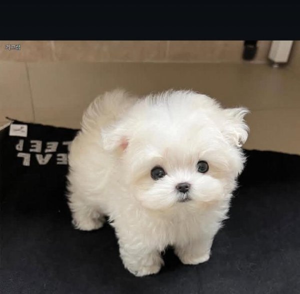 CUTTIE.jpg