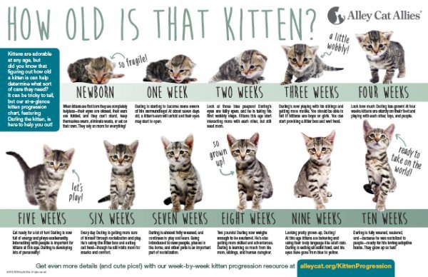 Kitten-Progression-Poster.jpg