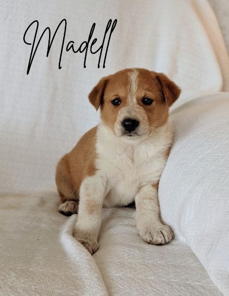 Madell (1).jpg