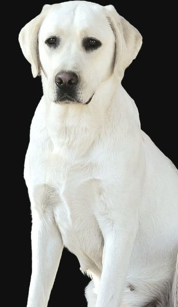 Dolly.jpg