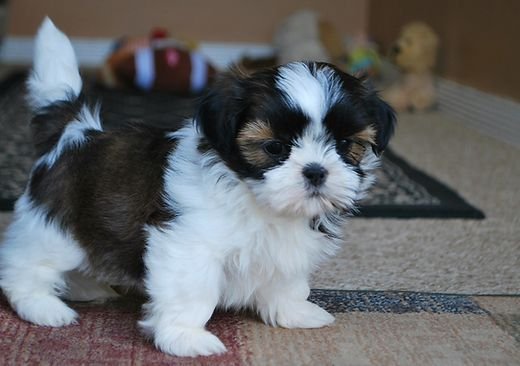 shih tzu0.jpg shih tzu0.jpg