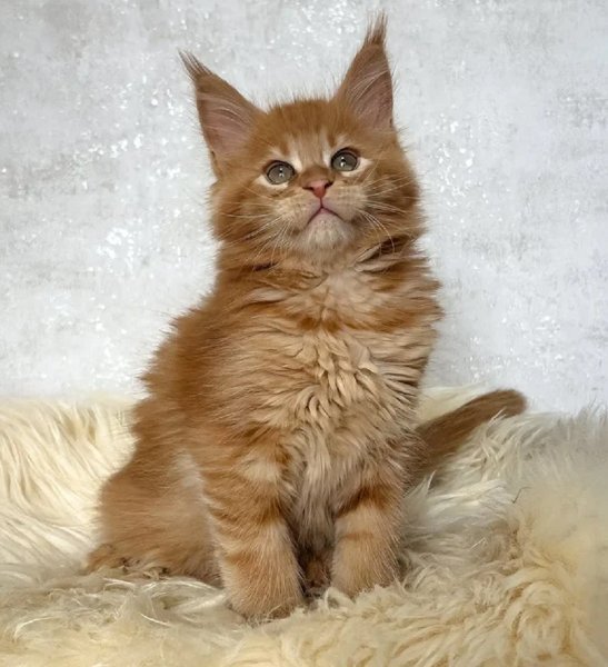 Benji 3.jpg Benji 3.jpg
