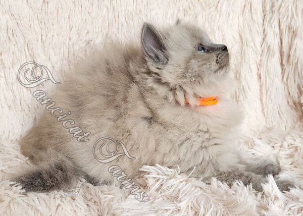 watermarked-20250528_175221 e.jpg watermarked-20250528_175221 e.jpg