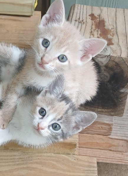 Precious and junior.jpg