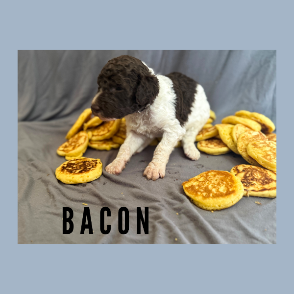Bacon.png