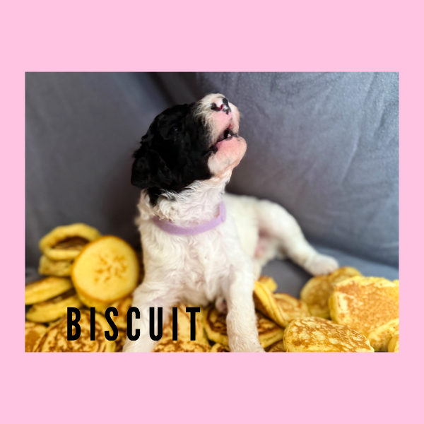 Biscuit.png Biscuit.png