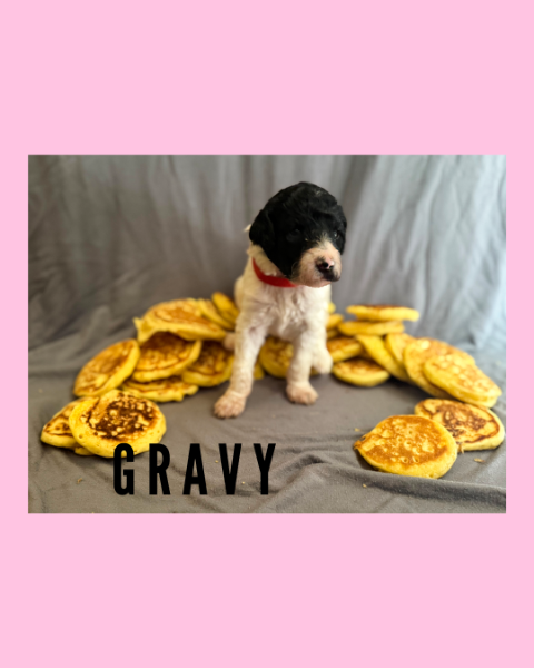 gravy.png gravy.png