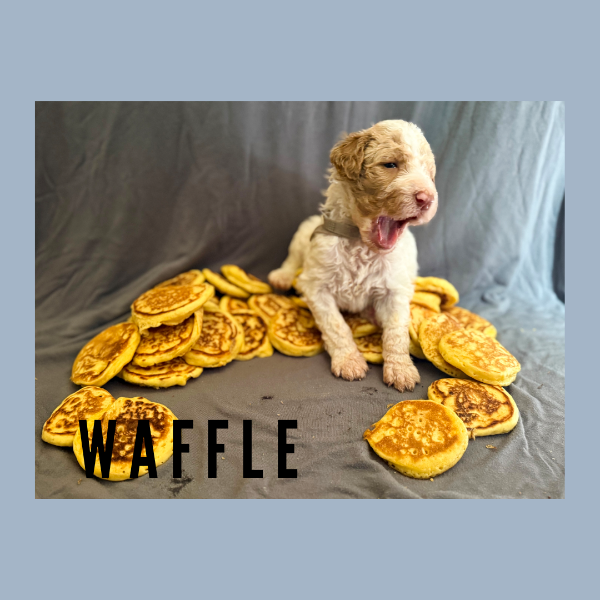 waffle.png