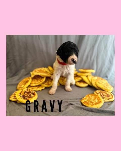 gravy.jpeg