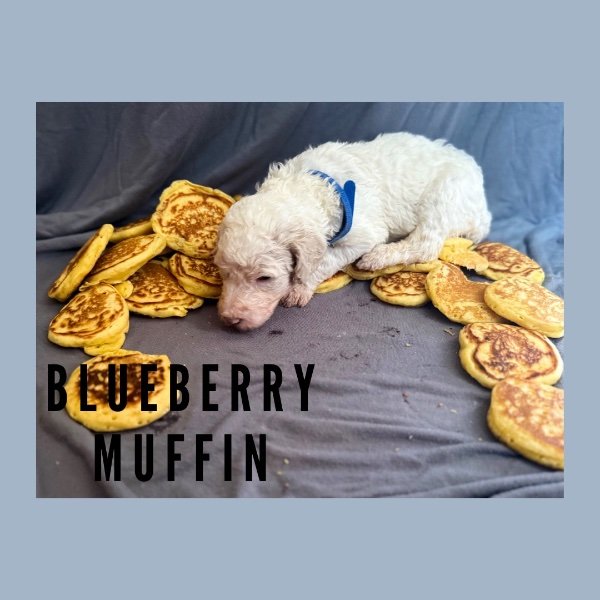 Blueberry muffin.jpeg