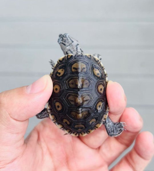 terrapin1.jpeg