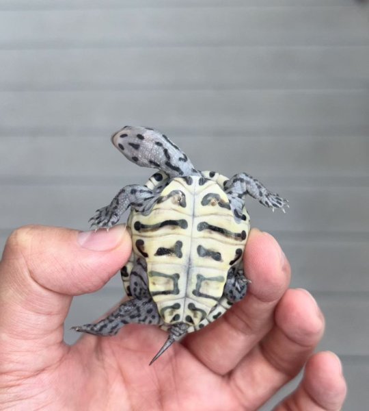 terrapin2.jpeg