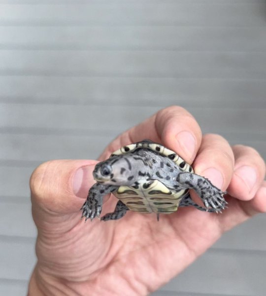 terrapin3.jpeg