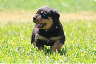 Puppy 1.PNG