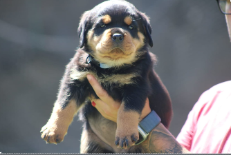 Puppy 2.PNG