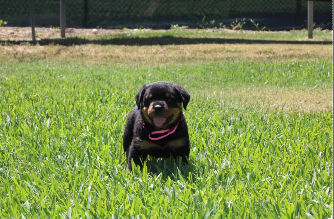 Puppy 3.PNG