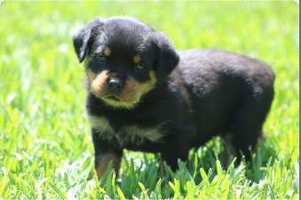 Puppy 4.PNG